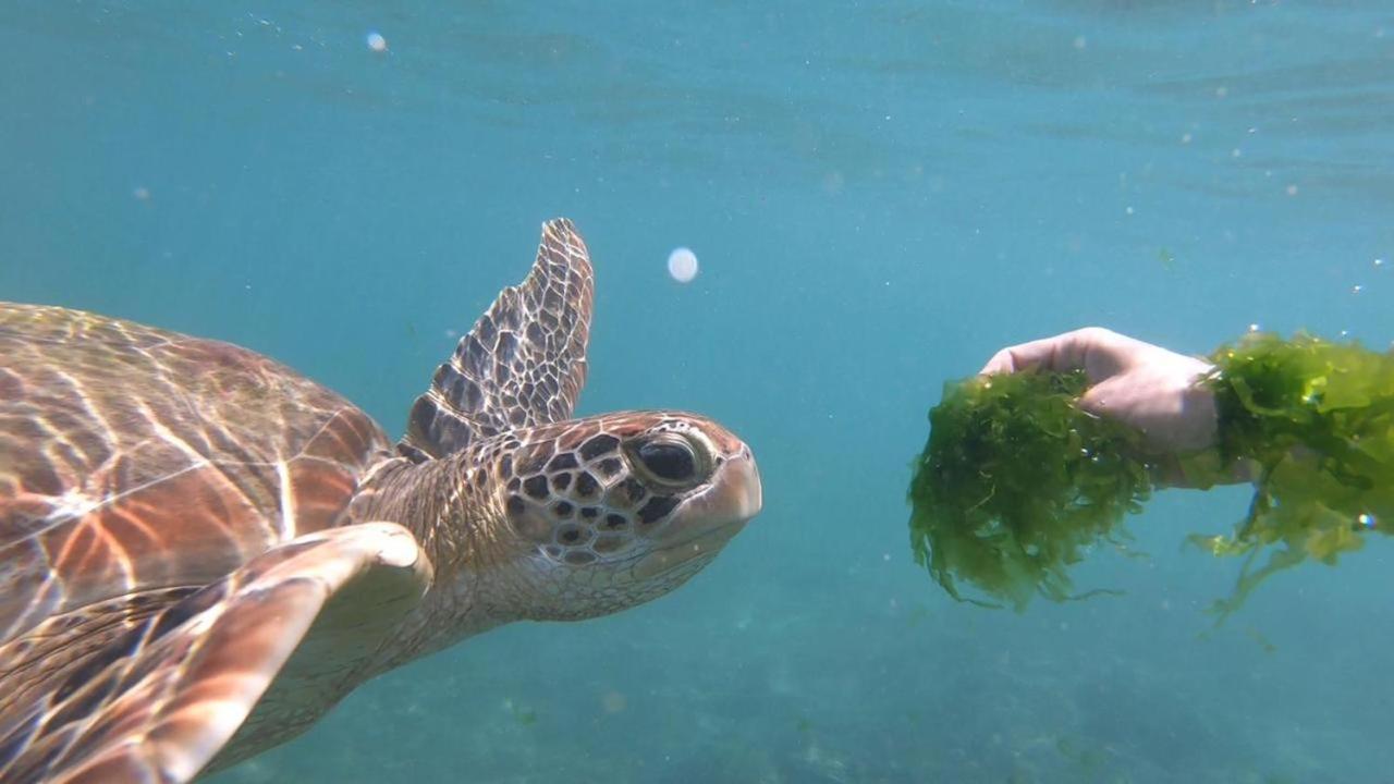 Turtle Beach House Batigama Esterno foto